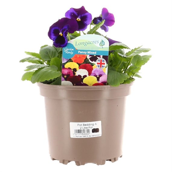 Pansy Dark Blue Hybrid 2L Pot Bedding